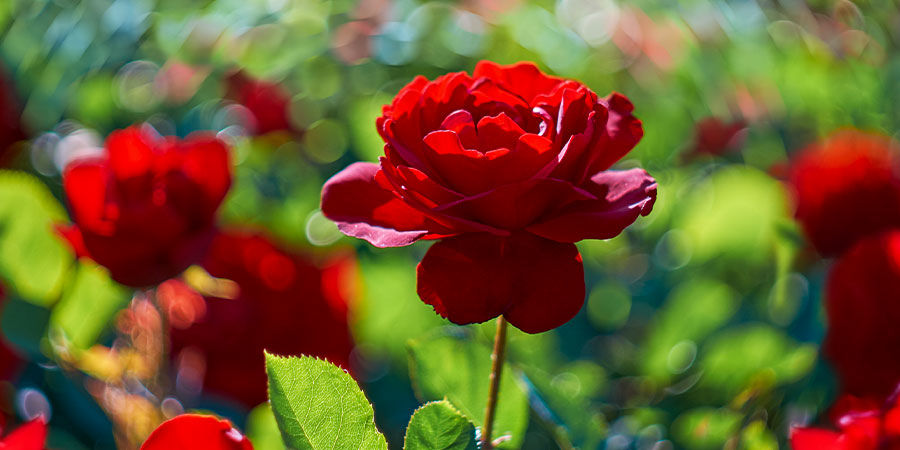 Rosor Roses