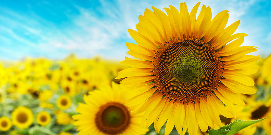 Solros Sunflower