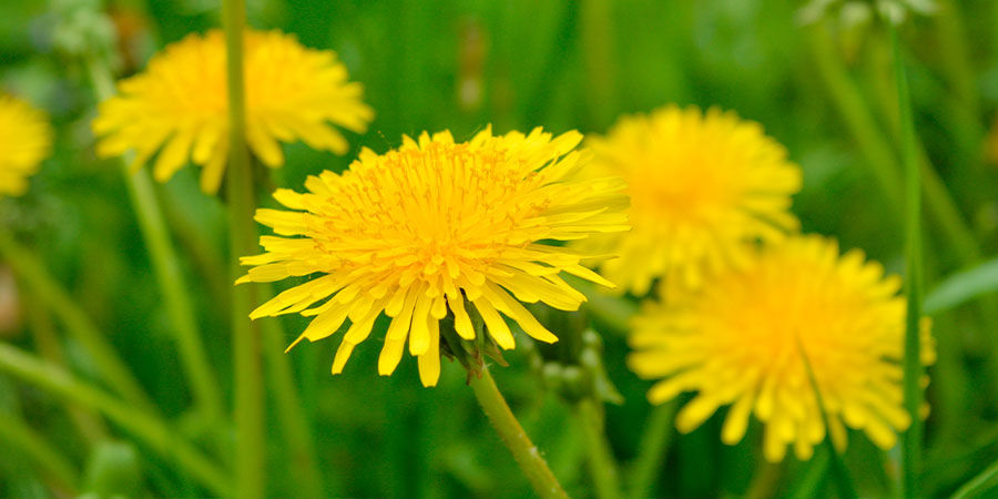 Maskros Dandelion