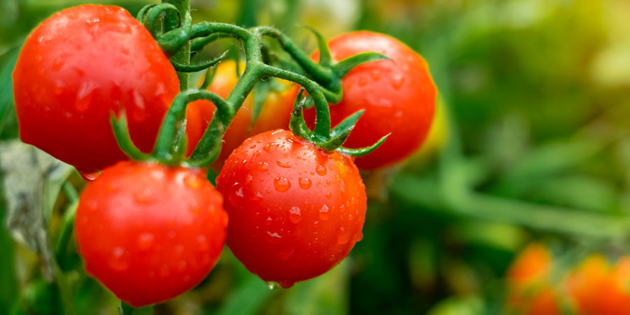 Körsbärstomat Cherry tomato