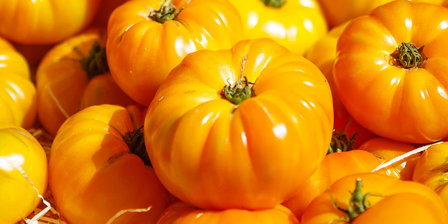 Stor vit bifftomat Great white beefsteak tomato