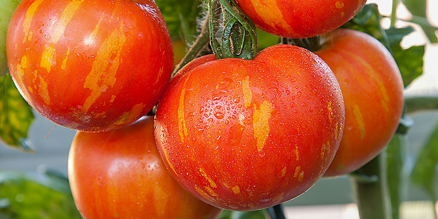 Tigerella-tomat Tigerella tomato