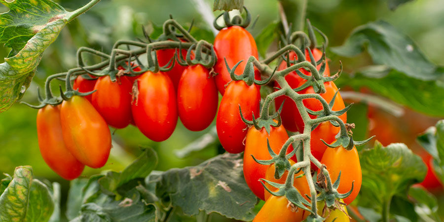 Pomodori Pomodori