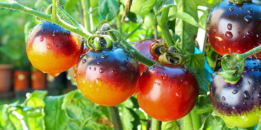 Indigo Rose Tomatoes Indigo rose tomatoes