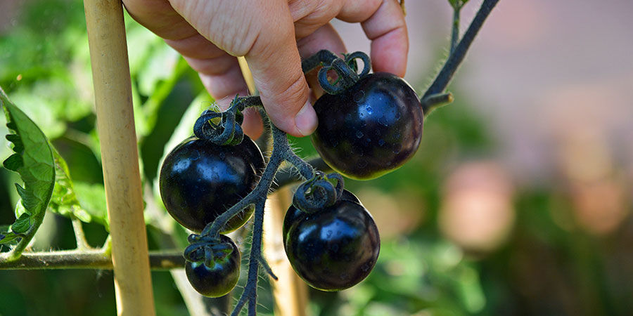 Black cherry Black cherry