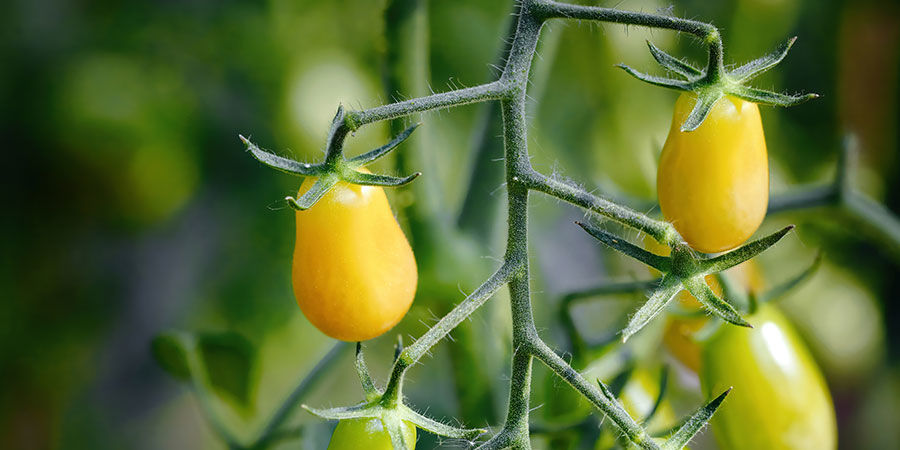 Gul päronformad körsbärstomat Yellow pear cherry tomato