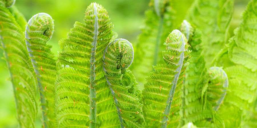 Fiddleheads Fiddleheads