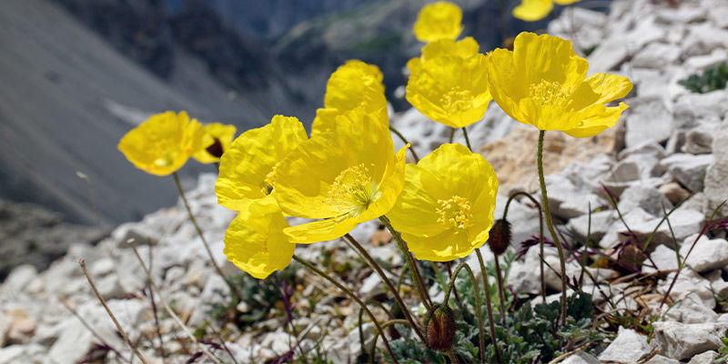 Alpine Poppy (Papaver Alpinum) Alpine Poppy (Papaver Alpinum)
