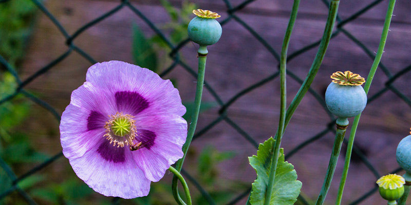 Opiumvallmo (Papaver somniferum) Opium Poppy (Papaver Somniferum)