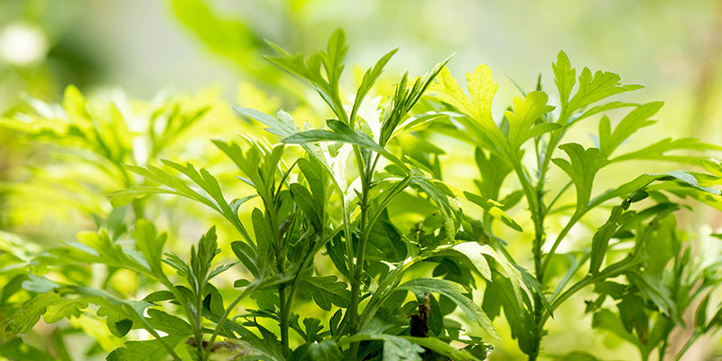 What Are Dream Herbs What Are Dream Herbs