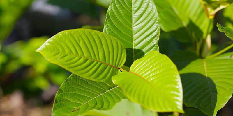 Lär känna Mitragyna speciosa Lär känna Mitragyna speciosa