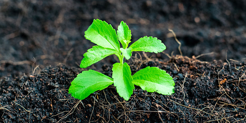 Så odlar du stevia Så odlar du stevia