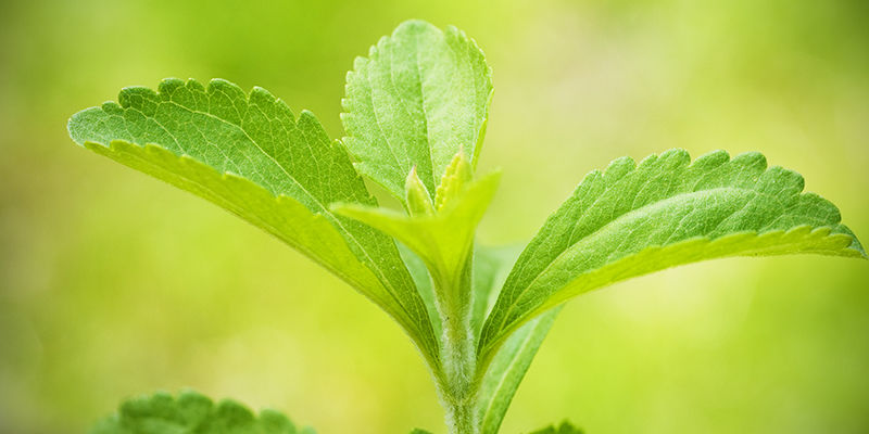 Stevia: Ett värdefullt tillskott i din trädgård och kost Stevia: Ett värdefullt tillskott i din trädgård och kost