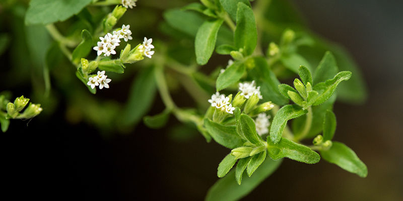 Vad är stevia? What Is Stevia?