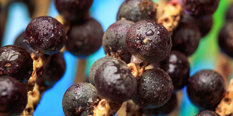 Acai Berries Acai Berries