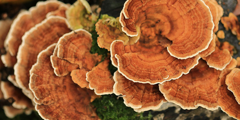 Turkey Tail Turkey Tail