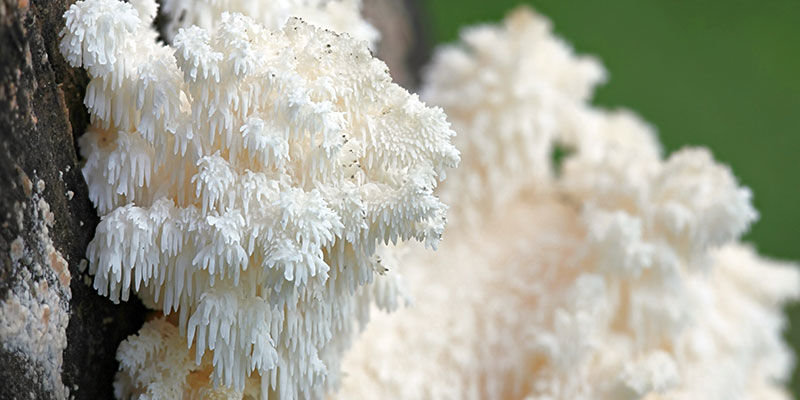 Lion's Mane Lion's Mane