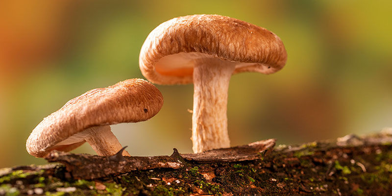 Shiitake Shiitake