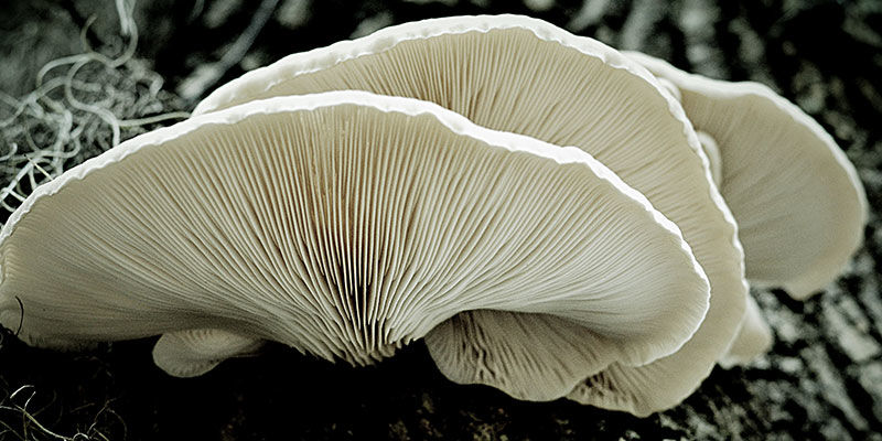 Ostronskivling Oyster Mushrooms