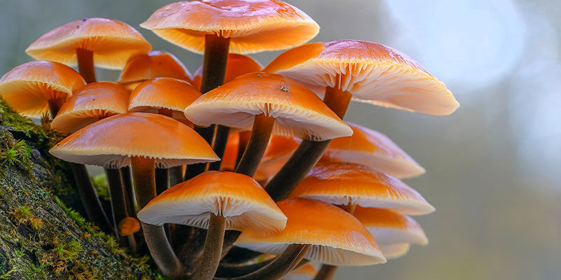 Enokisvamp Enoki Mushrooms