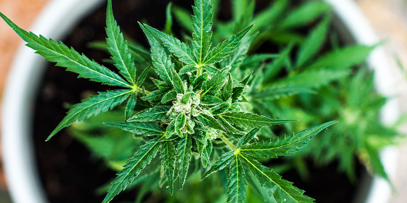 Så förebygger du HpLV i cannabis How To Prevent HpLV In Cannabis