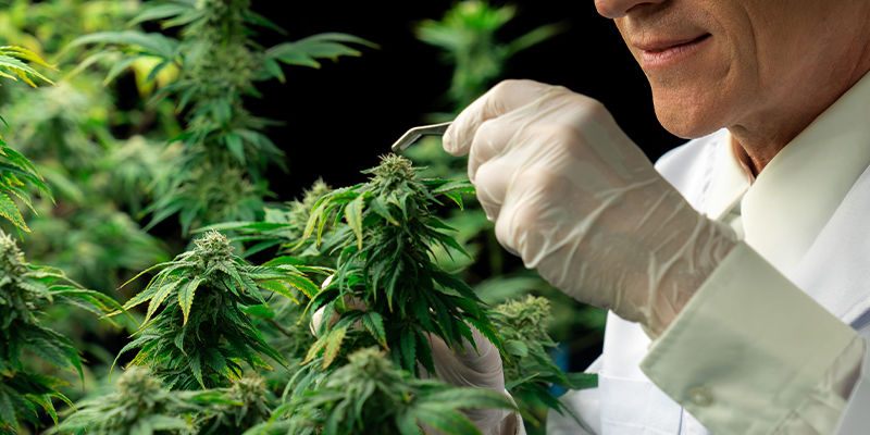 Hur man behandlar HpLV i cannabisplantor How To Treat HpLV In Cannabis Plants