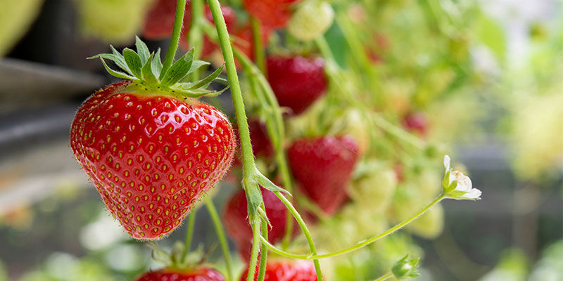 Jordgubbe Strawberry
