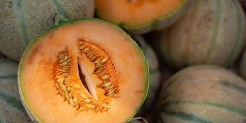 Charentais-melon Charentais Melon