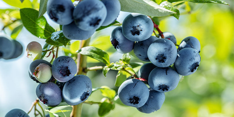 Blueberries Blueberries