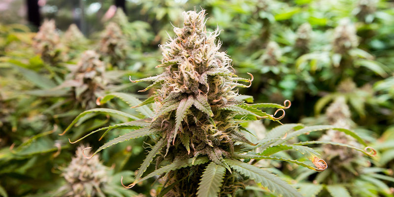 Vad är tetraploider i cannabis? Vad är tetraploider i cannabis?