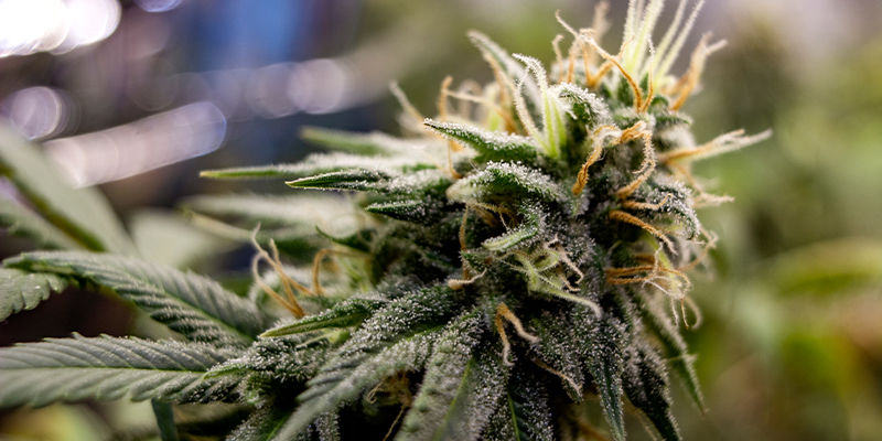 Vad är triploider i cannabis? Vad är triploider i cannabis?