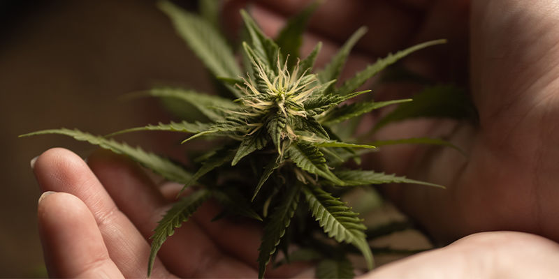 Varför tetraploider och triploider kan bli en möjlig game-changer för cannabisförädling Why Tetraploids And Triploids Are A Potential Game-Changer For Cannabis Breeding