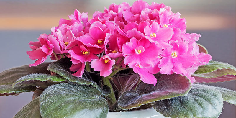 Afrikansk viol African Violet