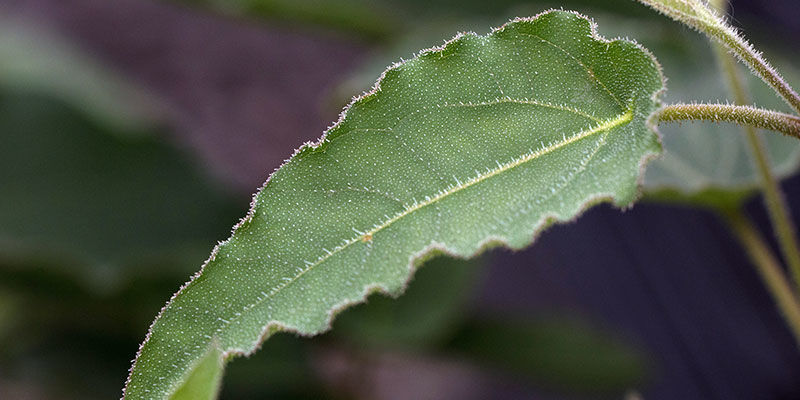 Citroneukalyptus Lemon-Scented Gum