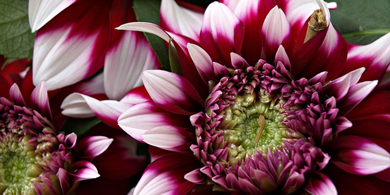 Krysantemum Chrysanthemums