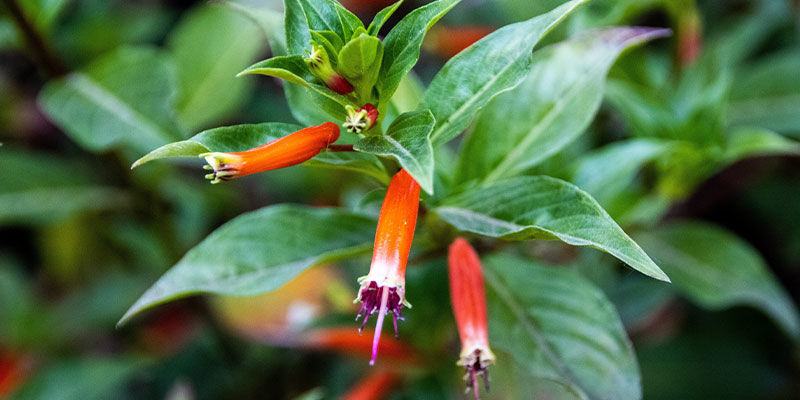 Cigar Plant Cigar Plant