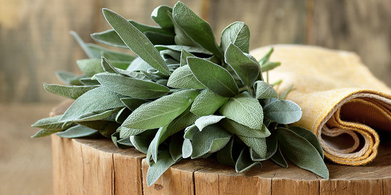 Salvia Sage