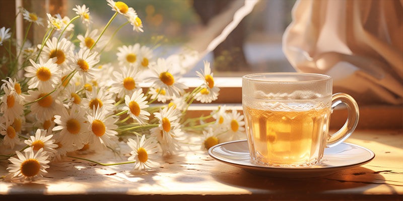 Kamomill Chamomile