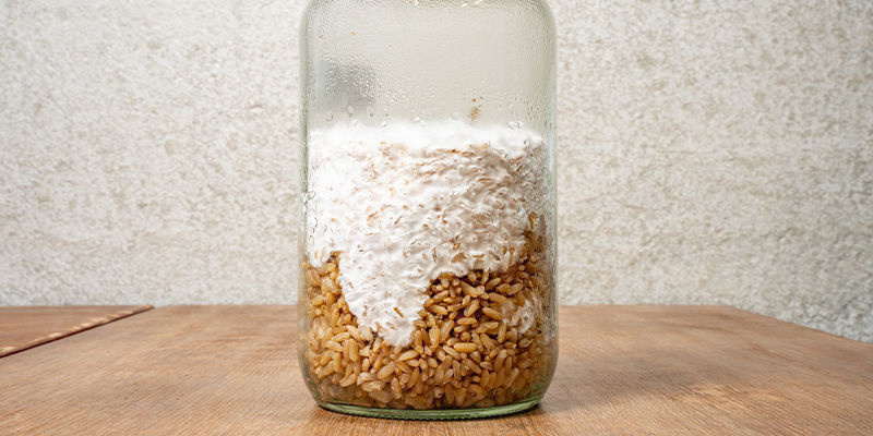 Låt mycelet bildas Let the mycelium form
