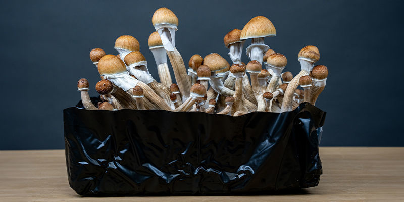 Få ut det mesta av myceliet med en monotub Få ut det mesta av myceliet med en monotub