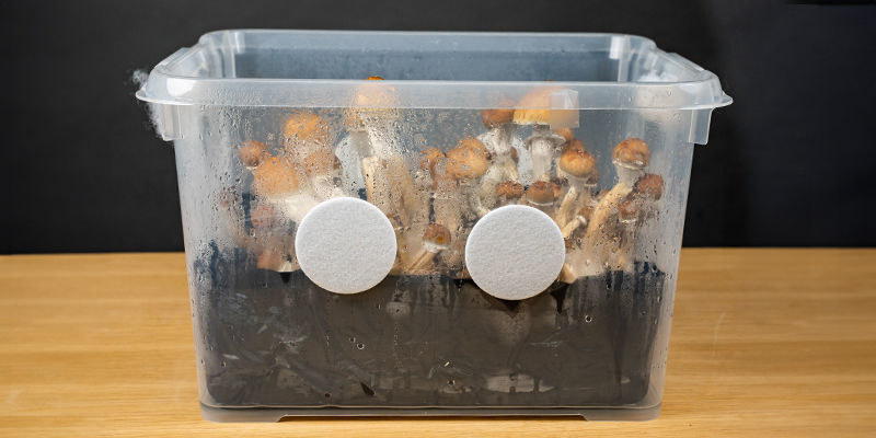 Vad är en monotub? Vad är en monotub?