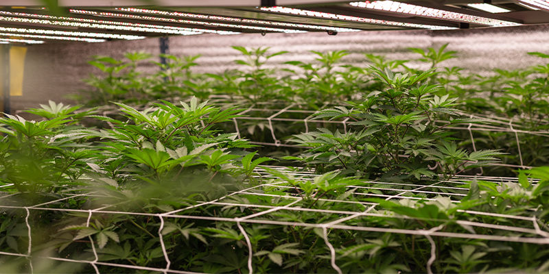 Fördelar med att odla cannabis med NFT-hydroponik Benefits of growing cannabis with NFT hydroponics