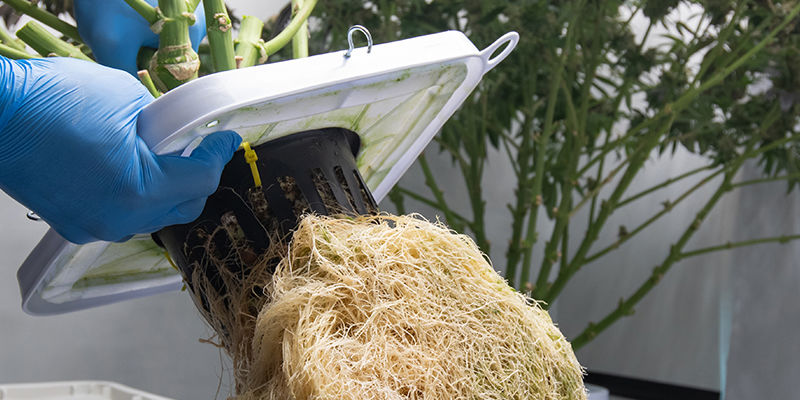 Hur fungerar NFT-hydroponik? How does NFT hydroponics work?