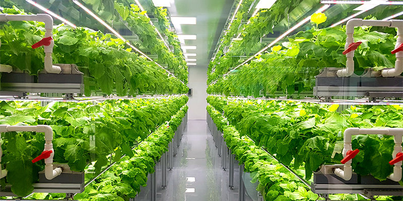 Tips för att komma igång med ett NFT-hydroponiksystem Tips for starting a nutrient film hydroponics system
