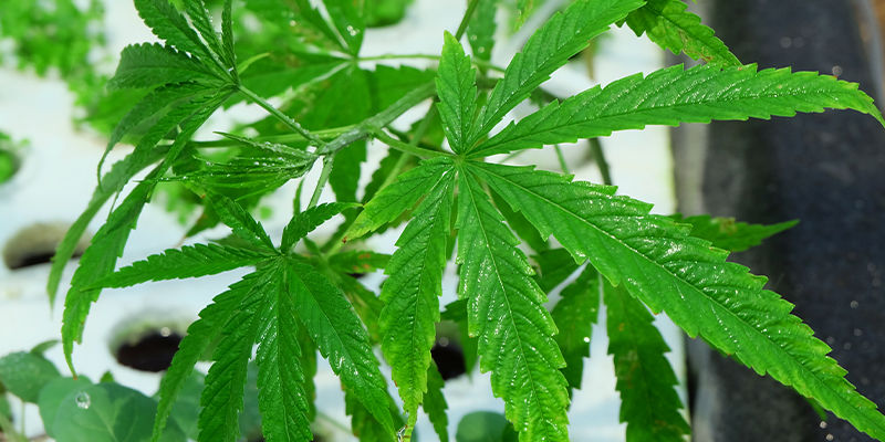 Vilket hydroponiskt system är bäst för cannabis? Which hydroponic system is best for cannabis?