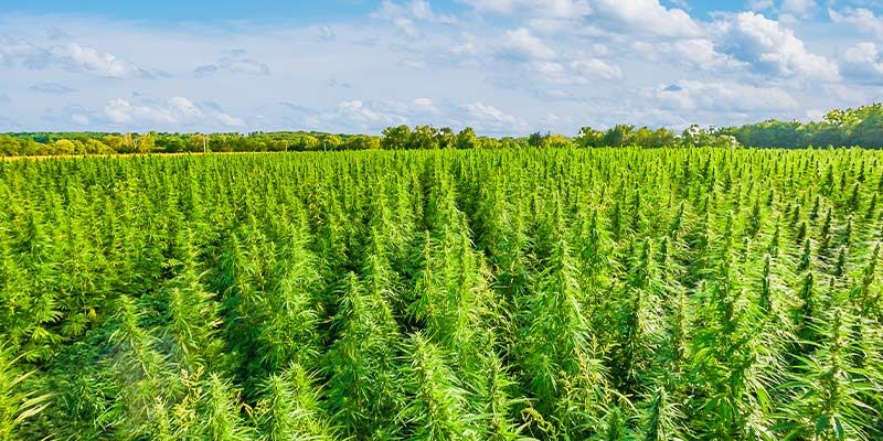 Världsrekord i cannabisbranschen Cannabis industry world records