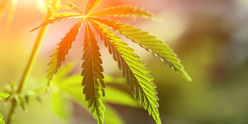 Cannabis slår rekord världen över Cannabis is setting records worldwide