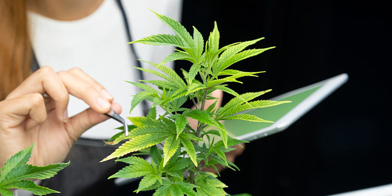 Vilket rekord kommer cannabisbranschen att slå härnäst? Vilket rekord kommer cannabisbranschen att slå härnäst?