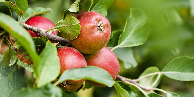 Äpplen Apples