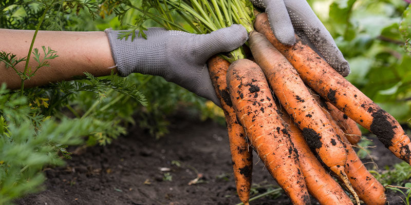 Morötter Carrots